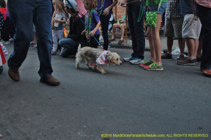 2016-Mystic-Krewe-of-Barkus-004852