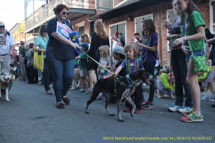 2016-Mystic-Krewe-of-Barkus-004853