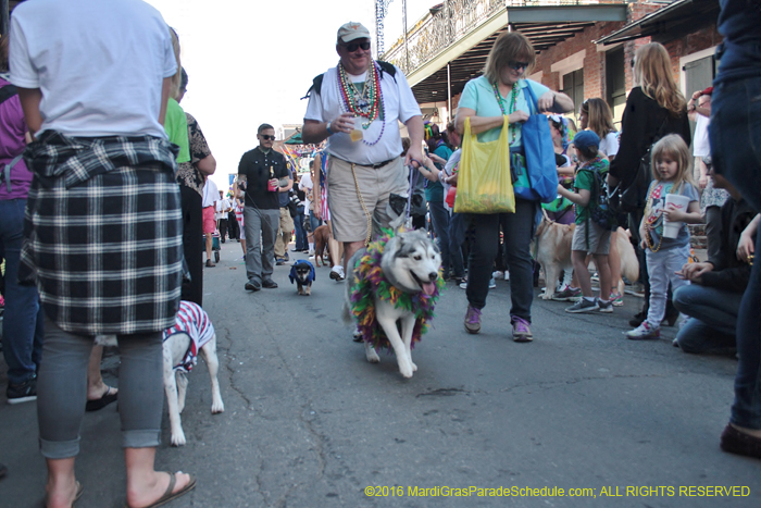 2016-Mystic-Krewe-of-Barkus-004854