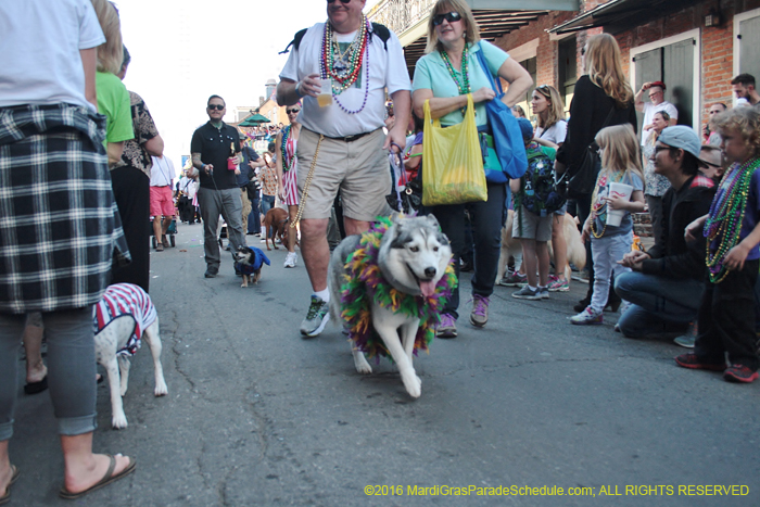 2016-Mystic-Krewe-of-Barkus-004855