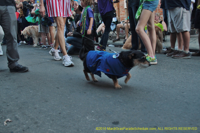 2016-Mystic-Krewe-of-Barkus-004857