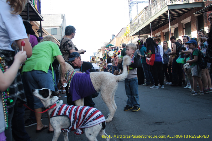 2016-Mystic-Krewe-of-Barkus-004864