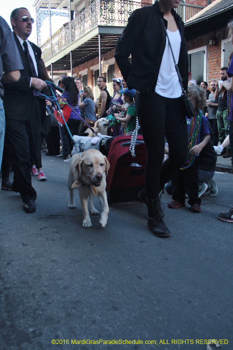 2016-Mystic-Krewe-of-Barkus-004887