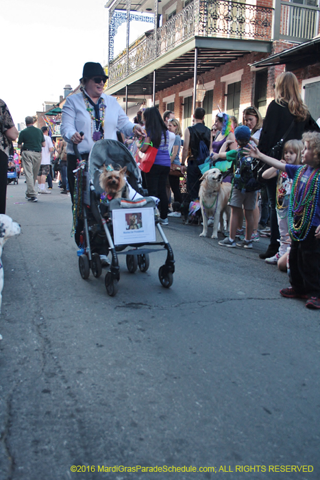 2016-Mystic-Krewe-of-Barkus-004898