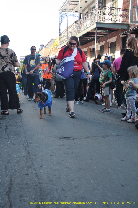 2016-Mystic-Krewe-of-Barkus-004910