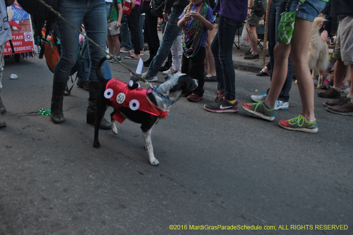 2016-Mystic-Krewe-of-Barkus-004924