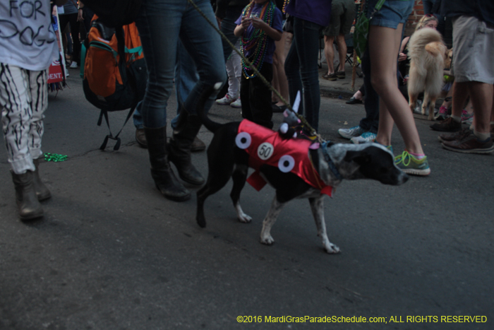 2016-Mystic-Krewe-of-Barkus-004925