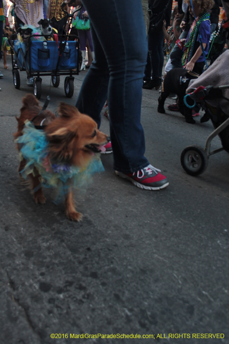 2016-Mystic-Krewe-of-Barkus-004942