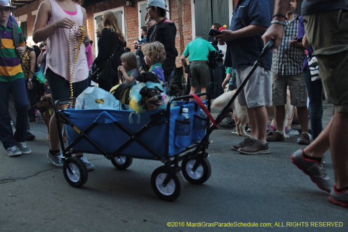 2016-Mystic-Krewe-of-Barkus-004945