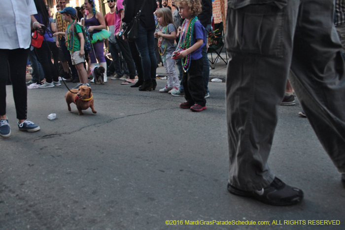 2016-Mystic-Krewe-of-Barkus-004947