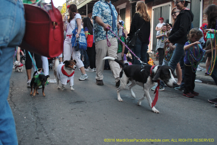 2016-Mystic-Krewe-of-Barkus-004963