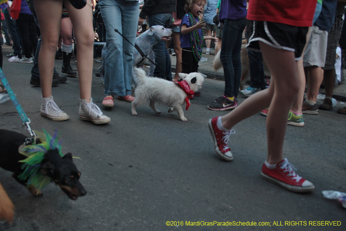 2016-Mystic-Krewe-of-Barkus-004969