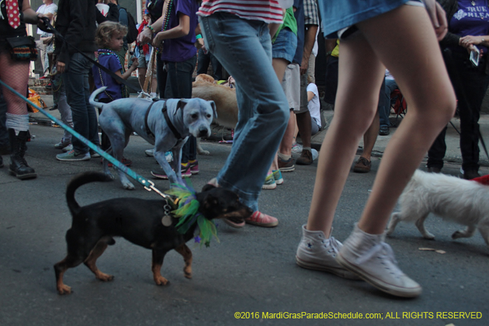 2016-Mystic-Krewe-of-Barkus-004970