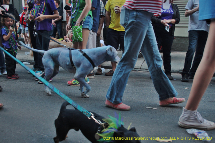 2016-Mystic-Krewe-of-Barkus-004971