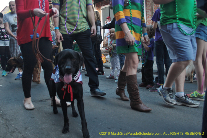 2016-Mystic-Krewe-of-Barkus-004975