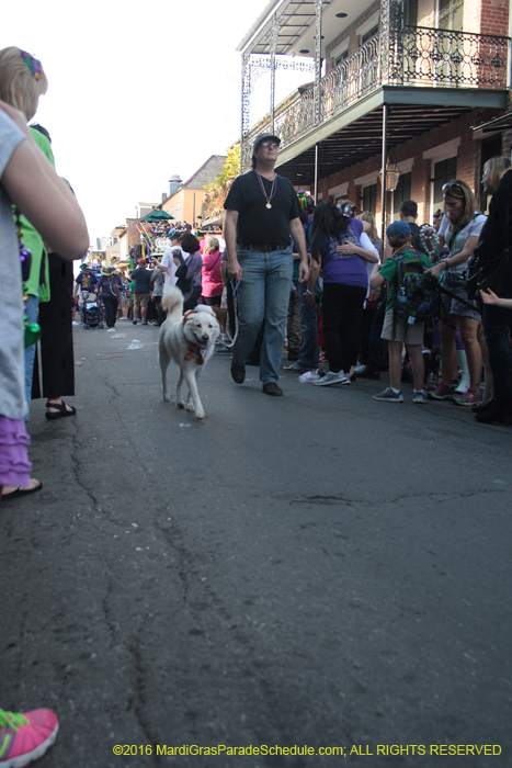 2016-Mystic-Krewe-of-Barkus-004983