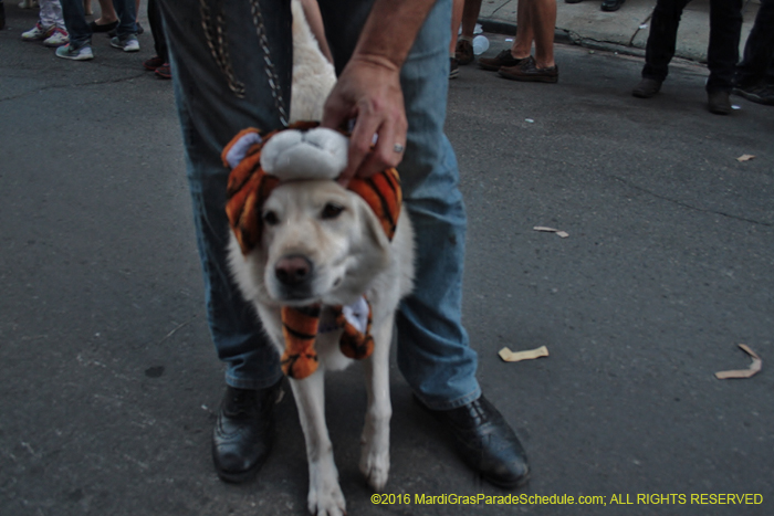 2016-Mystic-Krewe-of-Barkus-004990