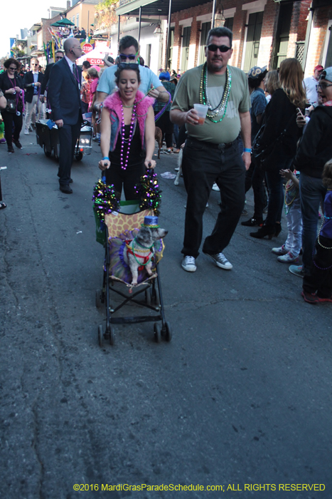 2016-Mystic-Krewe-of-Barkus-005003