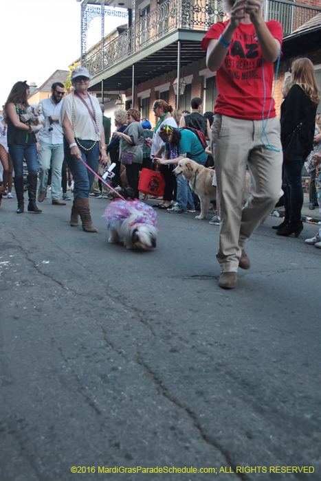 2016-Mystic-Krewe-of-Barkus-005018