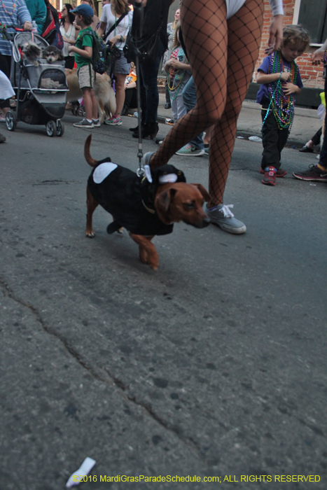 2016-Mystic-Krewe-of-Barkus-005022