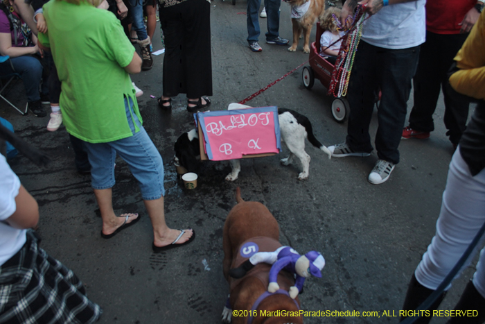 2016-Mystic-Krewe-of-Barkus-005027