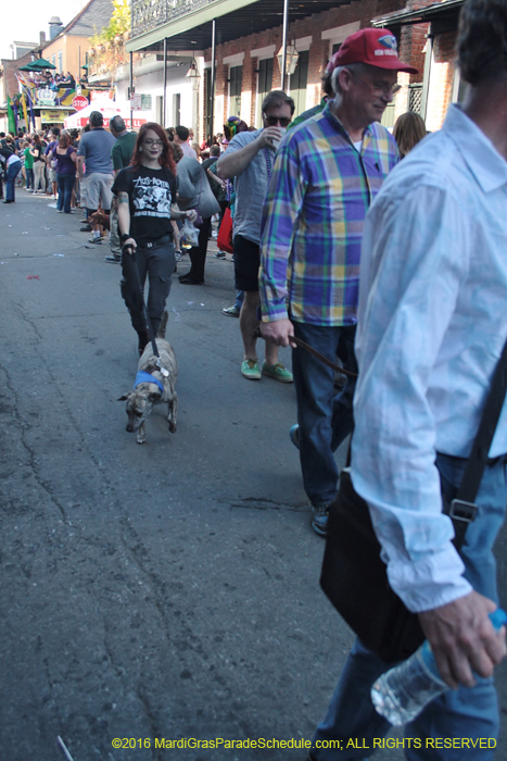 2016-Mystic-Krewe-of-Barkus-005043