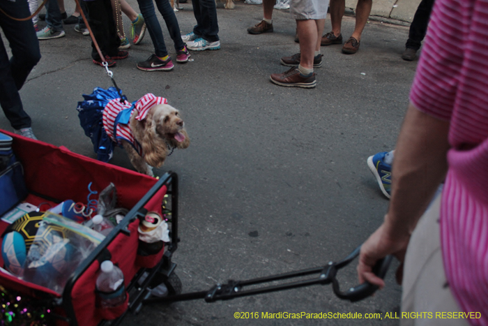 2016-Mystic-Krewe-of-Barkus-005051