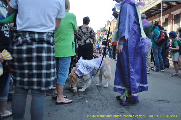 2016-Mystic-Krewe-of-Barkus-005060