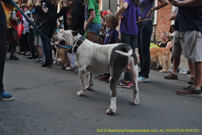 2016-Mystic-Krewe-of-Barkus-005069