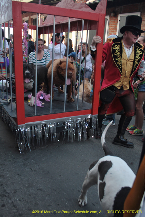 2016-Mystic-Krewe-of-Barkus-005071