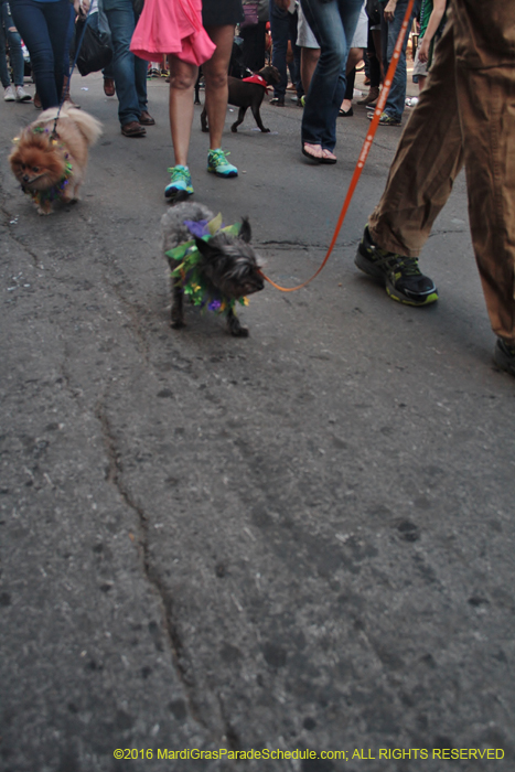 2016-Mystic-Krewe-of-Barkus-005078