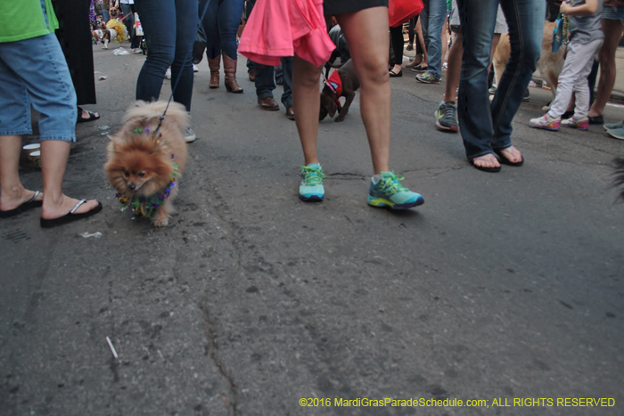 2016-Mystic-Krewe-of-Barkus-005079