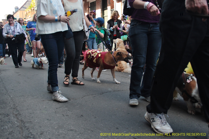 2016-Mystic-Krewe-of-Barkus-005089