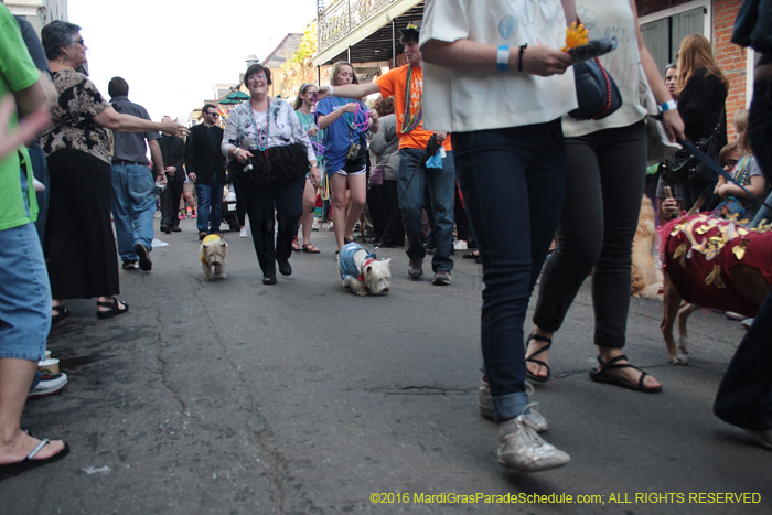 2016-Mystic-Krewe-of-Barkus-005090