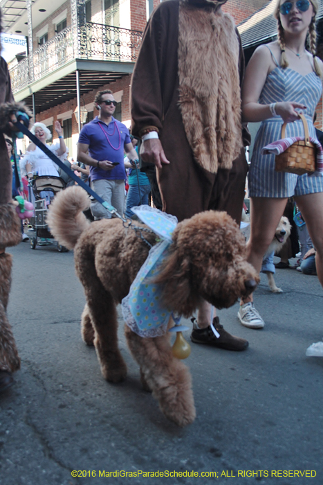 2016-Mystic-Krewe-of-Barkus-005126