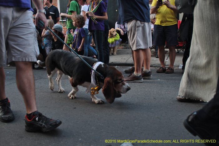 2016-Mystic-Krewe-of-Barkus-005128