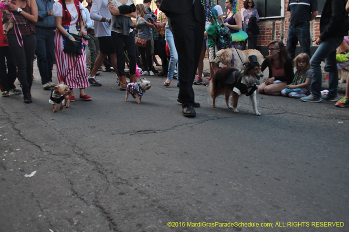 2016-Mystic-Krewe-of-Barkus-005135