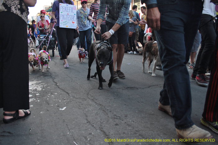 2016-Mystic-Krewe-of-Barkus-005139