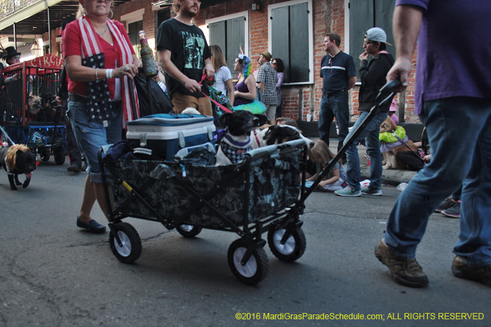 2016-Mystic-Krewe-of-Barkus-005150