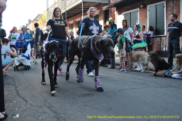 2016-Mystic-Krewe-of-Barkus-005154