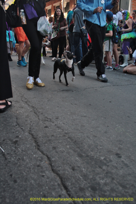 2016-Mystic-Krewe-of-Barkus-005166