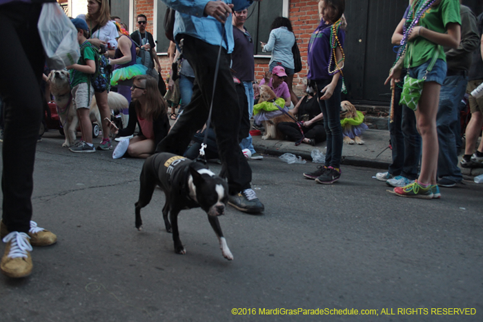 2016-Mystic-Krewe-of-Barkus-005167