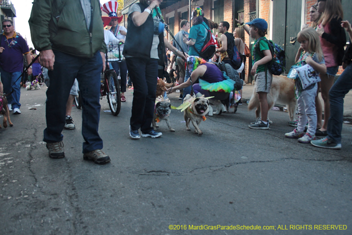 2016-Mystic-Krewe-of-Barkus-005177