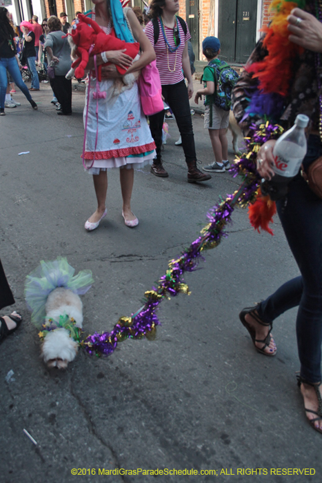 2016-Mystic-Krewe-of-Barkus-005186