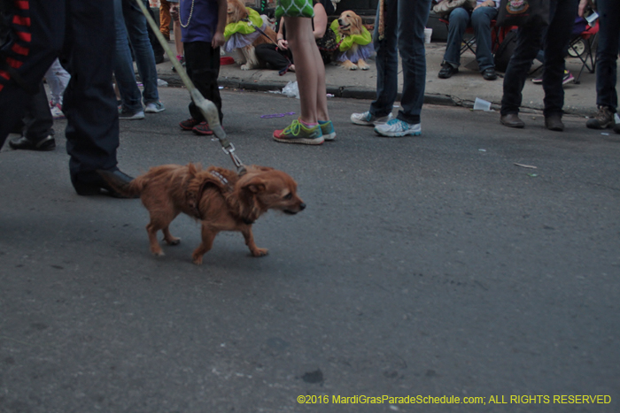 2016-Mystic-Krewe-of-Barkus-005196