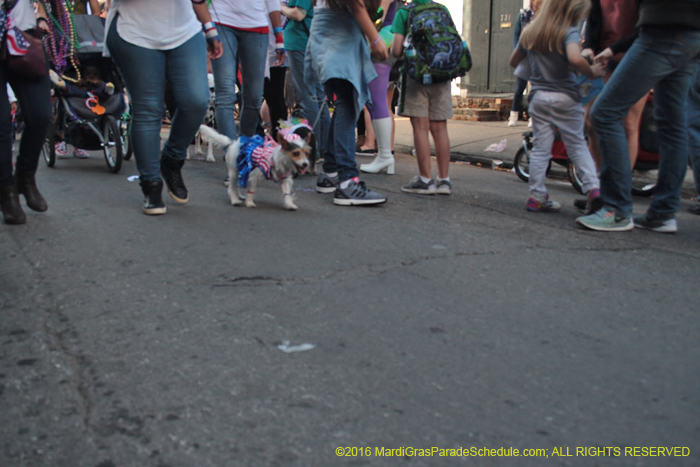 2016-Mystic-Krewe-of-Barkus-005229