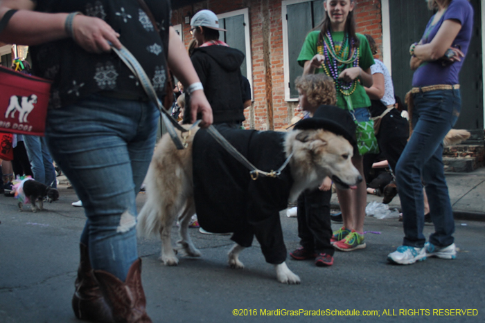 2016-Mystic-Krewe-of-Barkus-005235