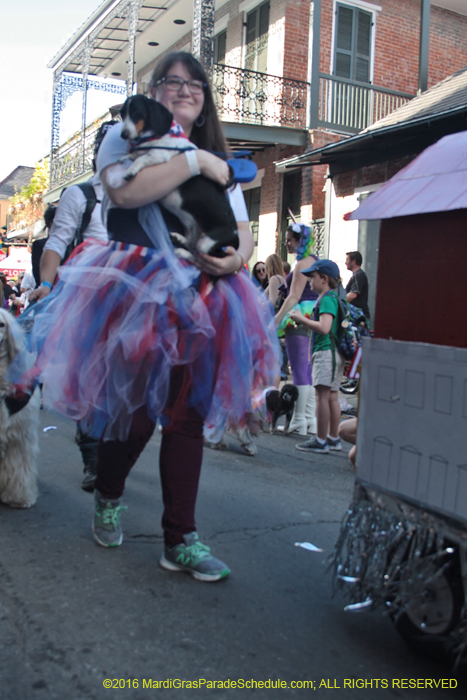 2016-Mystic-Krewe-of-Barkus-005246