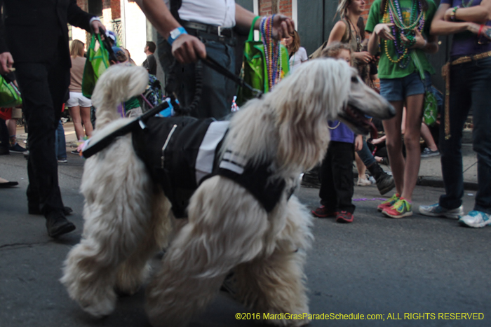 2016-Mystic-Krewe-of-Barkus-005248