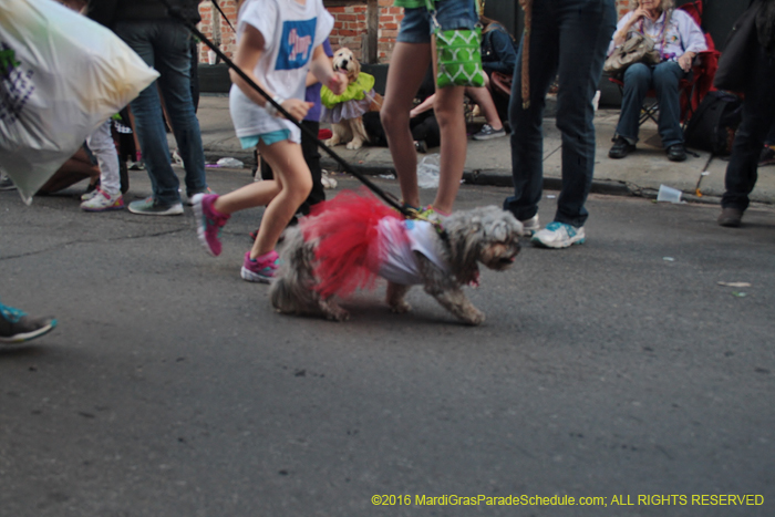 2016-Mystic-Krewe-of-Barkus-005254